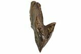 Triceratops Tooth With Partial Root - Montana #109074-1